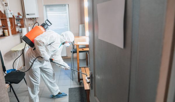 control-de-plagas-en-alicante servicio de control de plagas en una vivienda de alicante