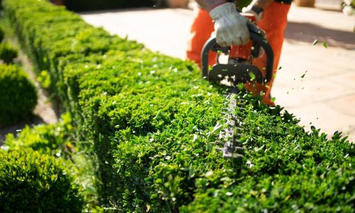 jardinero cortando setos